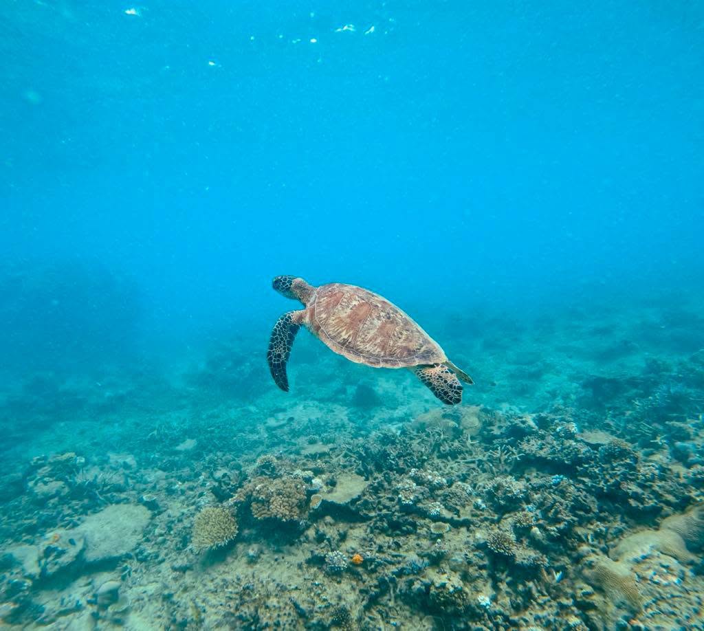Snorkeling