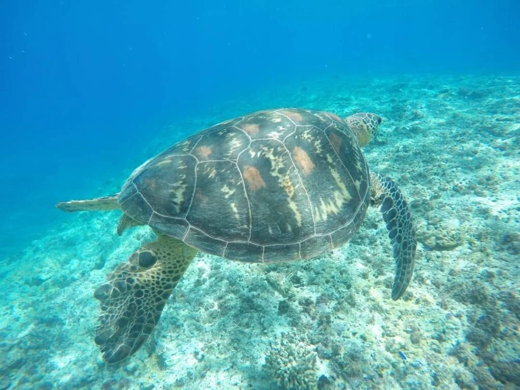 Roawia Turtle & Snorkelling Vanuatu