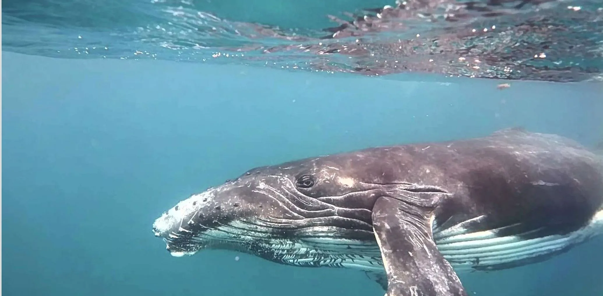 Whale Swimming